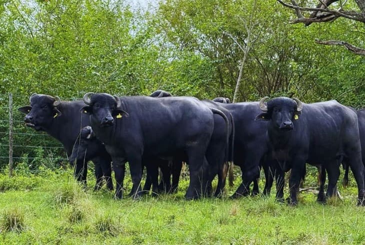 Argentina ya cuenta con 205.000 búfalos y el NEA concentra el 83% del rodeo nacional