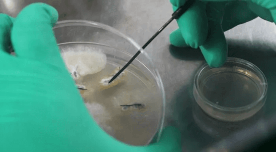 Bioplaguicidas: la nueva revolución tecnológica que busca transformar el control de plagas