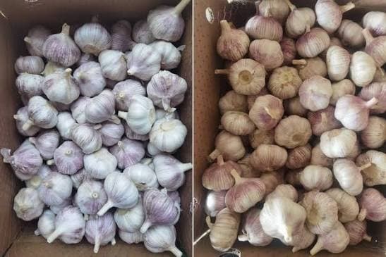 China domina el mercado global de ajo con más del 60% de exportaciones