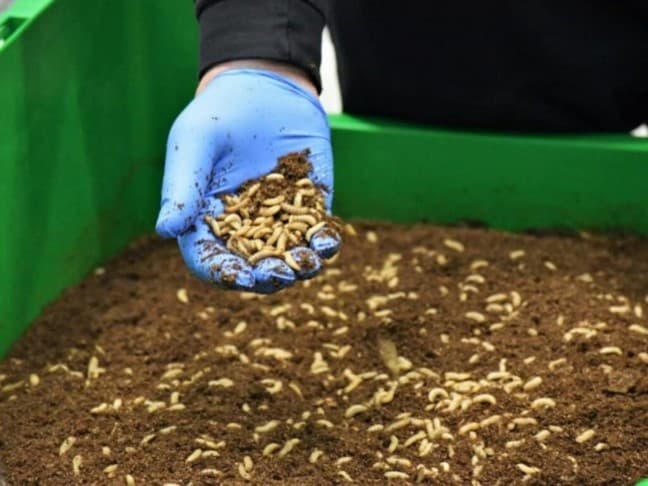 Del residuo del olivo a la proteína animal: la biotecnología que busca cambiar la economía del alperujo
