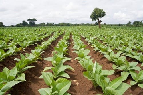 El Fondo Especial del Tabaco, en alerta: productores salteños denuncian evasión y comercio ilegal