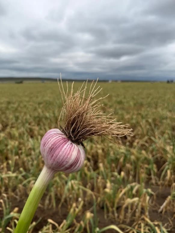 El pez limón llega más al sur: la Patagonia podría convertirse en una nueva zona reproductiva