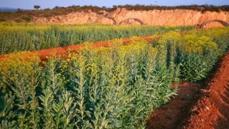 Índigo natural en Valencia: del proyecto europeo a la bioeconomía moderna