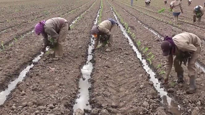 La crisis del tabaco argentino: exportaciones, costos y contrabando ponen en jaque a las economías regionales