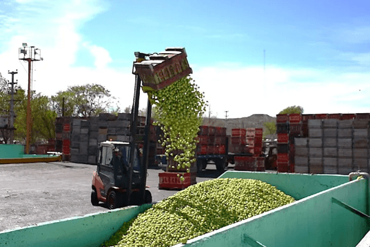 La menor cosecha reduce el ingreso de peras y manzanas a la industria del Alto Valle
