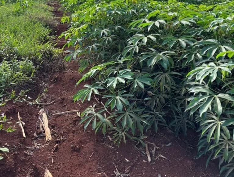 Mandioca primicia: el INTA busca adelantar la cosecha para llegar al mercado en las fiestas