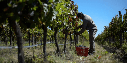 Viñateros de San Juan, al límite: uvas sin cosechar, precios en caída y costos que no dejan de subir